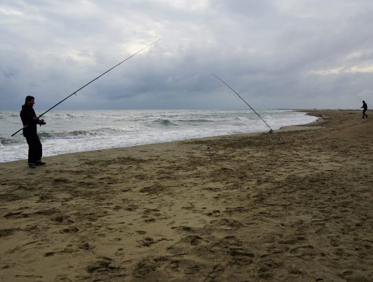 Die Camargue