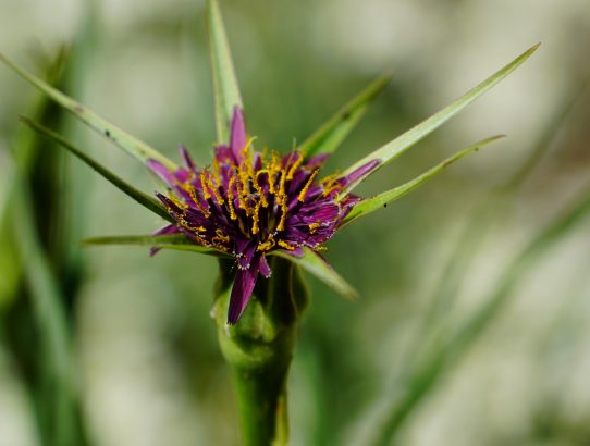 Flora und ein bisschen Fauna