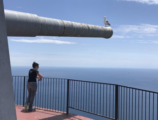 Gibraltar oder viele Affen am Fels