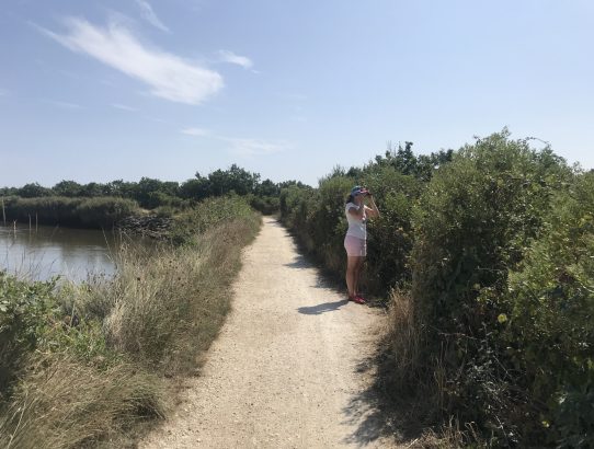 Da piepts doch, im Bassin d'Arcachon
