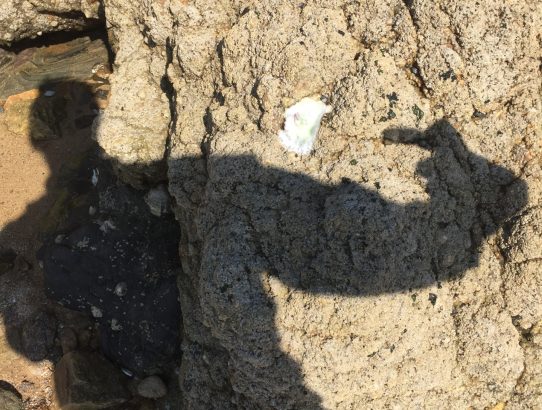 Austern, so weit das Auge reicht - Île de Noirmoutier