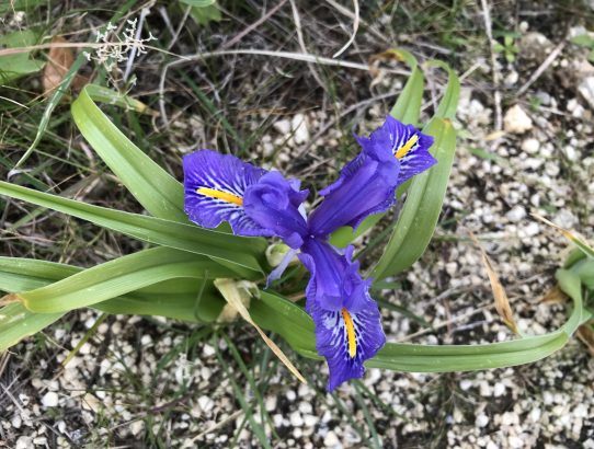 Castellammare - Sintflut und eine Iris