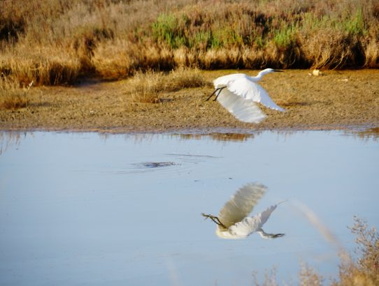 Flamingos und Kormorane satt im Ebro Delta